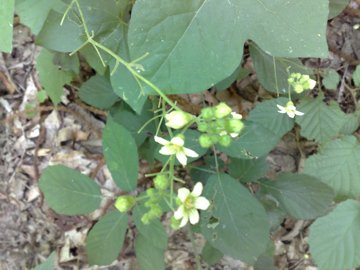 Bryonia dioica